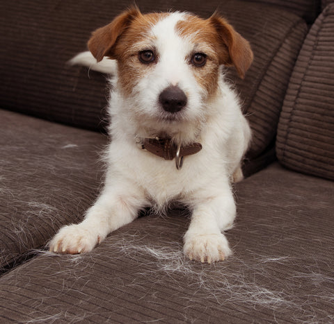 shedding dogs, dog's coat