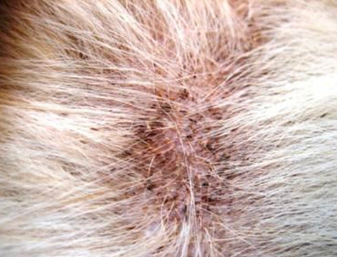 skin infection in dog