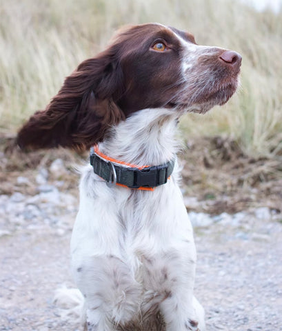 English springer spaniel focus photo
