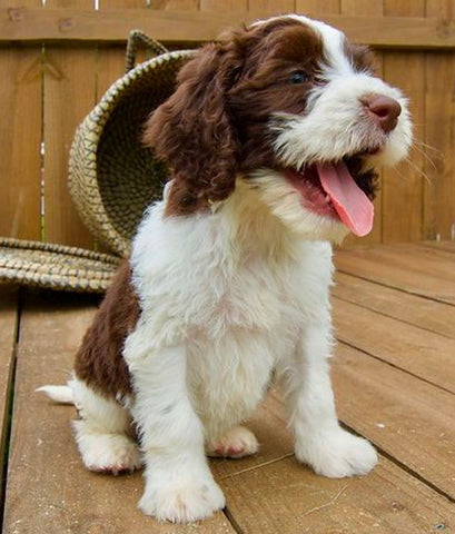 Springerdoodle puppy