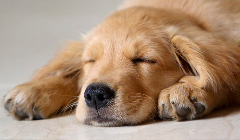 dogs superman position