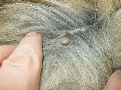 tick bites on dogs