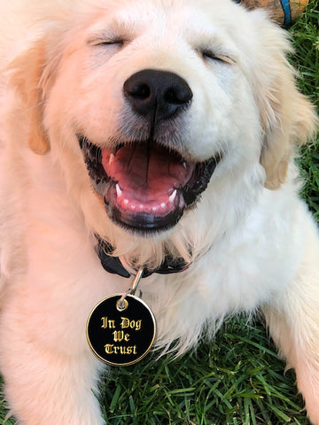 dog tags