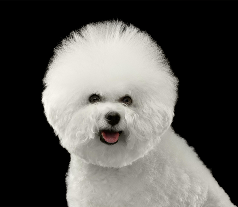 white bichon frise, round dog cut