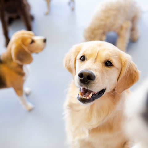 Doggy Daycare the Right Choice for My Dog?