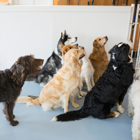 What Is Doggy Daycare?